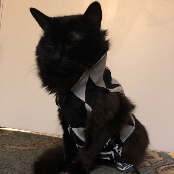 REWORKED CROP TOP WITH MATCHING SHIRT FOR YOUR CAT - Picture 2 of 3